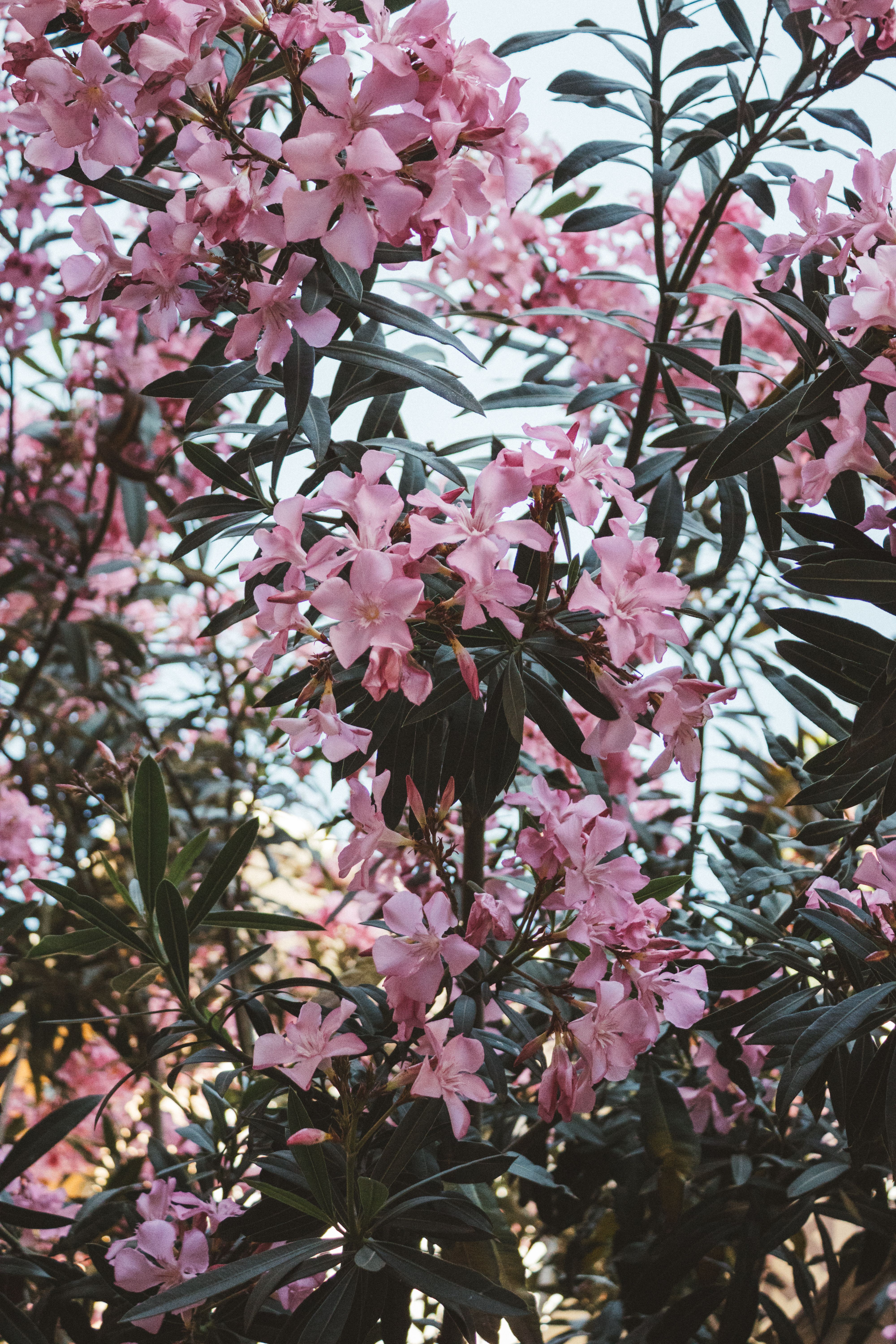 [ColoSach]-a-vibrant-display-of-pink-oleander-flowers-in-full-bloom,-captured-in-natural-daylight.