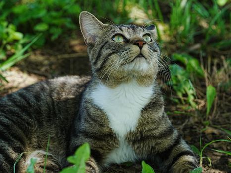 A close-up of a tabby cat with green eyes lying in the grass, looking up attentively.