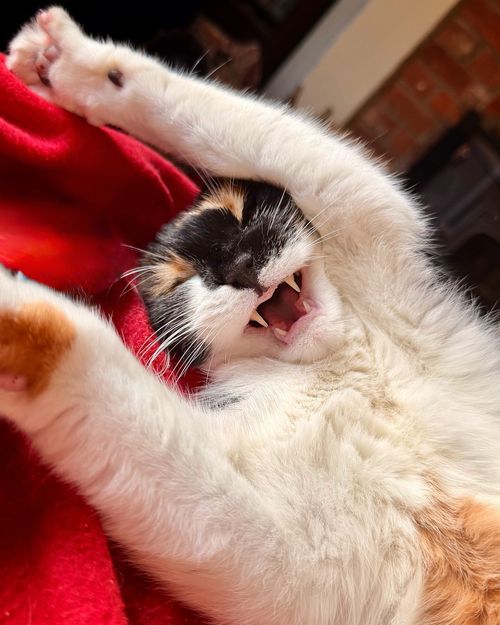 Free Adorable calico cat yawning, stretching on a cozy red blanket, captured indoors. Stock Photo