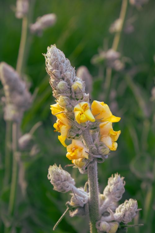 Free Close-up of a yellow verbascum flower bloom during the day. Stock Photo