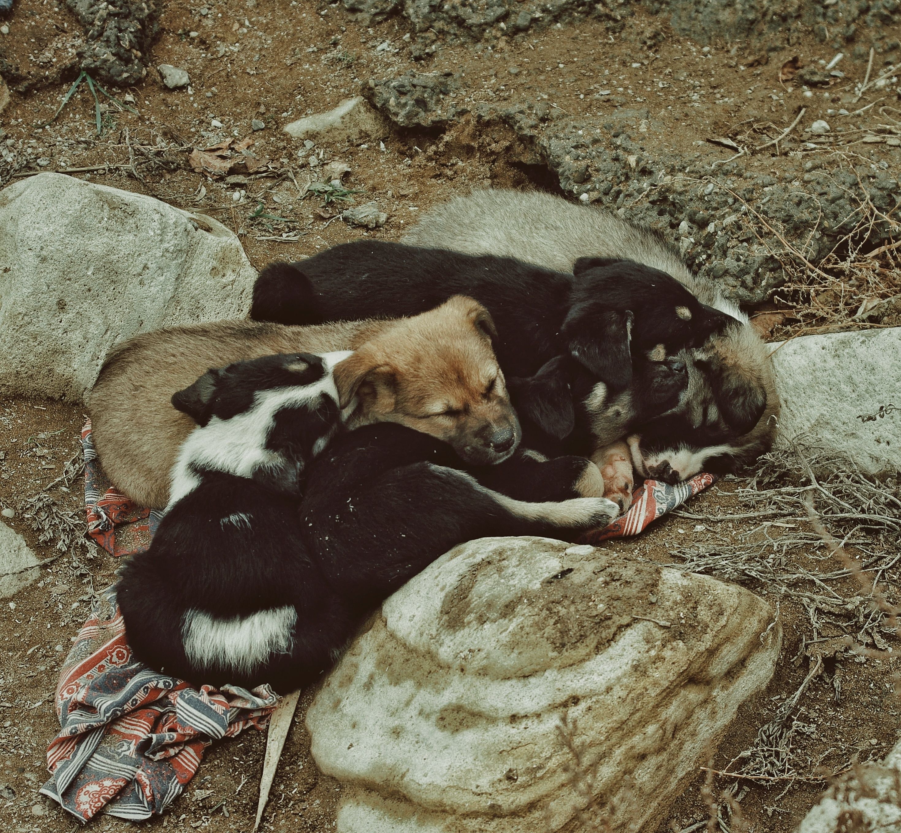 Why Littermates Look Different: The Mystery of 7 Abandoned Puppies
