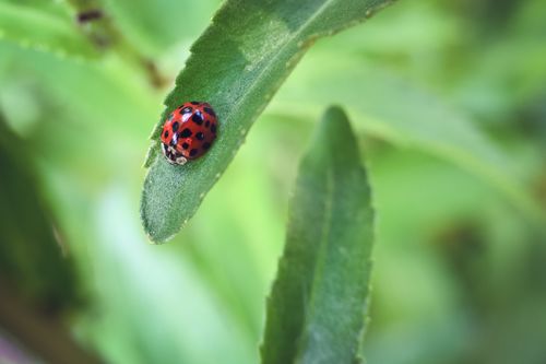 Free Macro shot of a vibrant ladybug resting on a green leaf, highlighting nature's beauty. Stock Photo