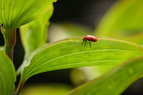 Free Close-up of a red beetle resting on a vibrant green leaf in a natural setting. Stock Photo