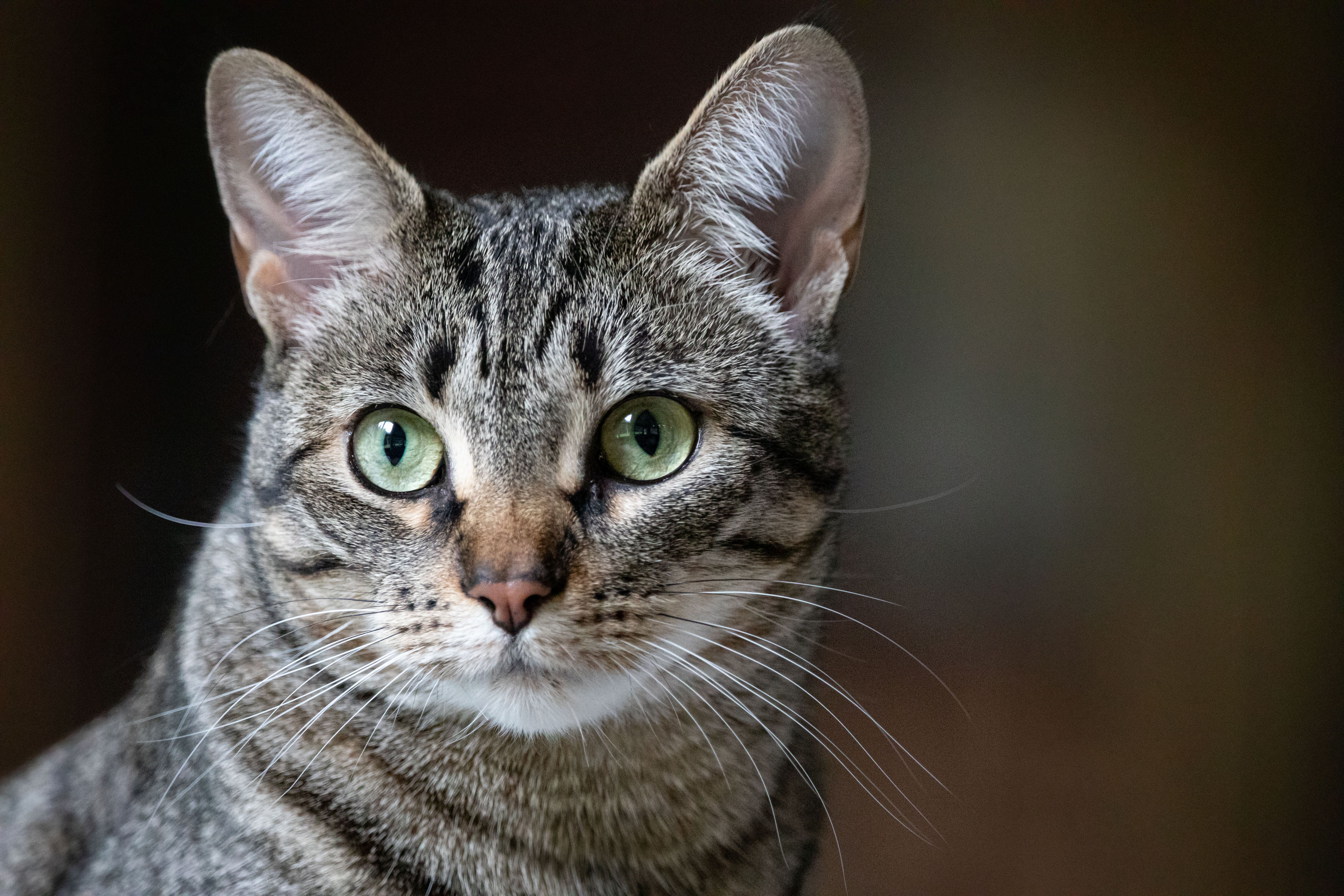 A cat undergoing diagnostic blood testing at a veterinary clinic