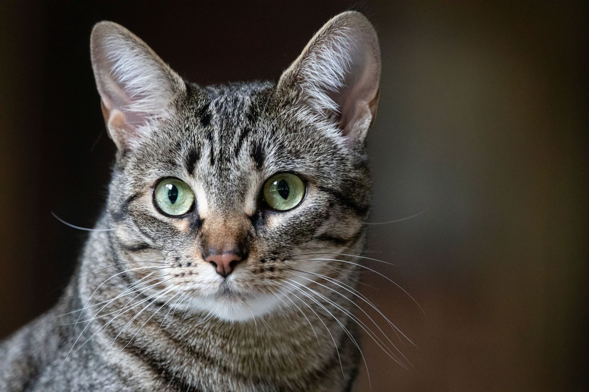 A cat undergoing diagnostic blood testing at a veterinary clinic