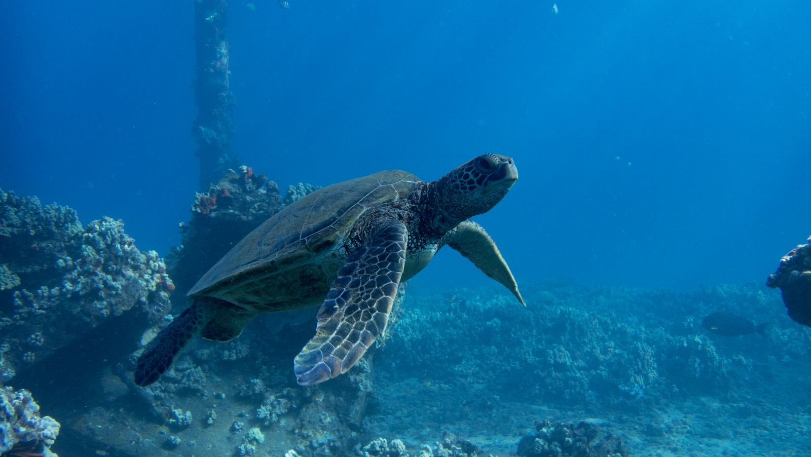 A green sea turtle swimming in Maui's waters