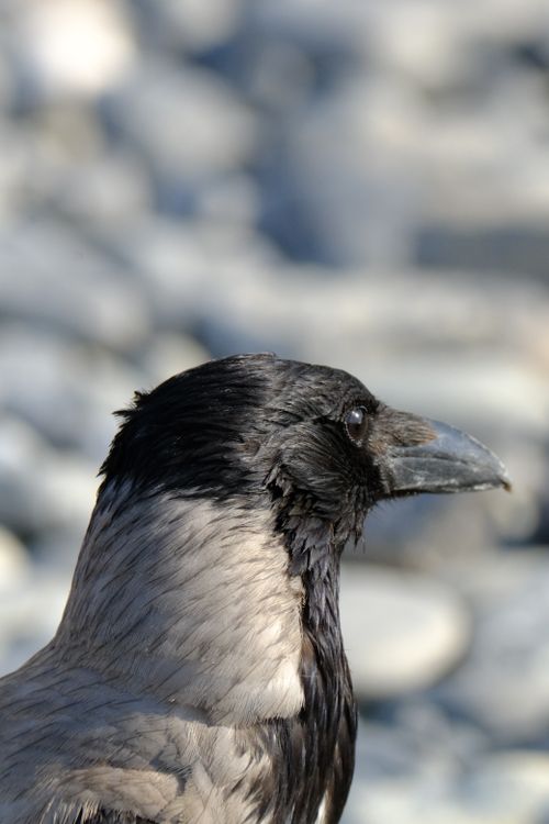 Free Close-up of a Hooded Crow perched on rocks with blurred background. Stock Photo