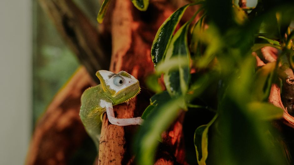 Kameleon kunstwerk inspireert vrolijke woondecoratie. Kameleon kunstwerk inspireert vrolijke woondecoratie.