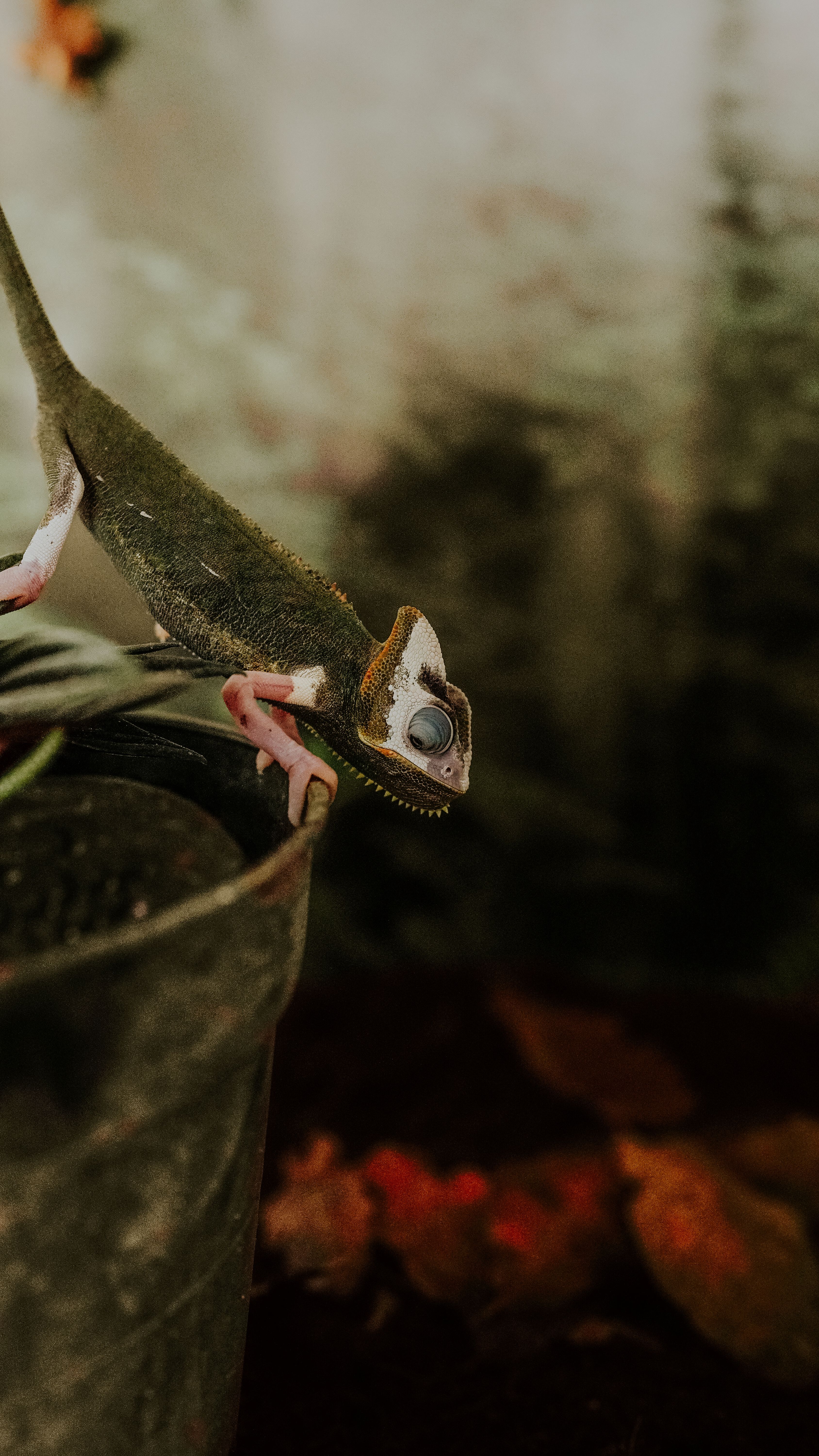 Close-up of a chameleon balancing on a plant pot, displaying its unique adaptive features in a natural setting.