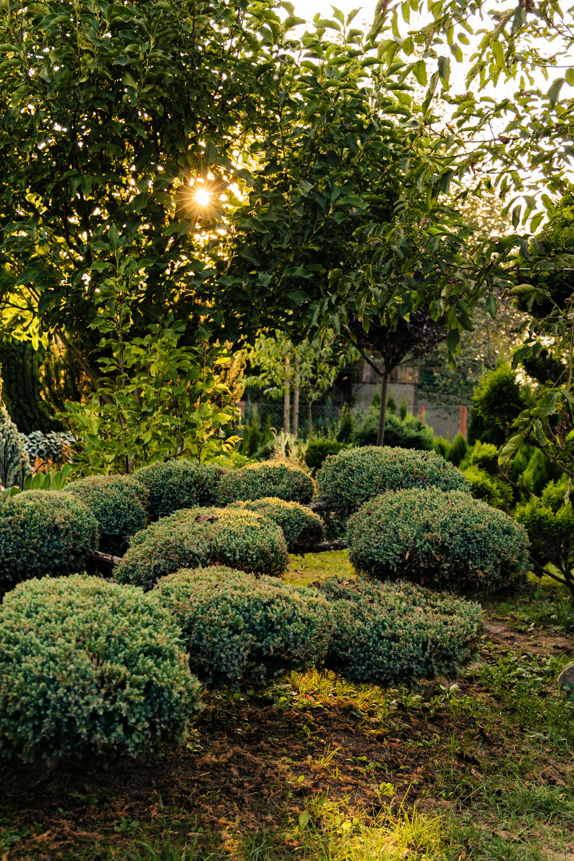 Beautifully manicured garden at golden hour