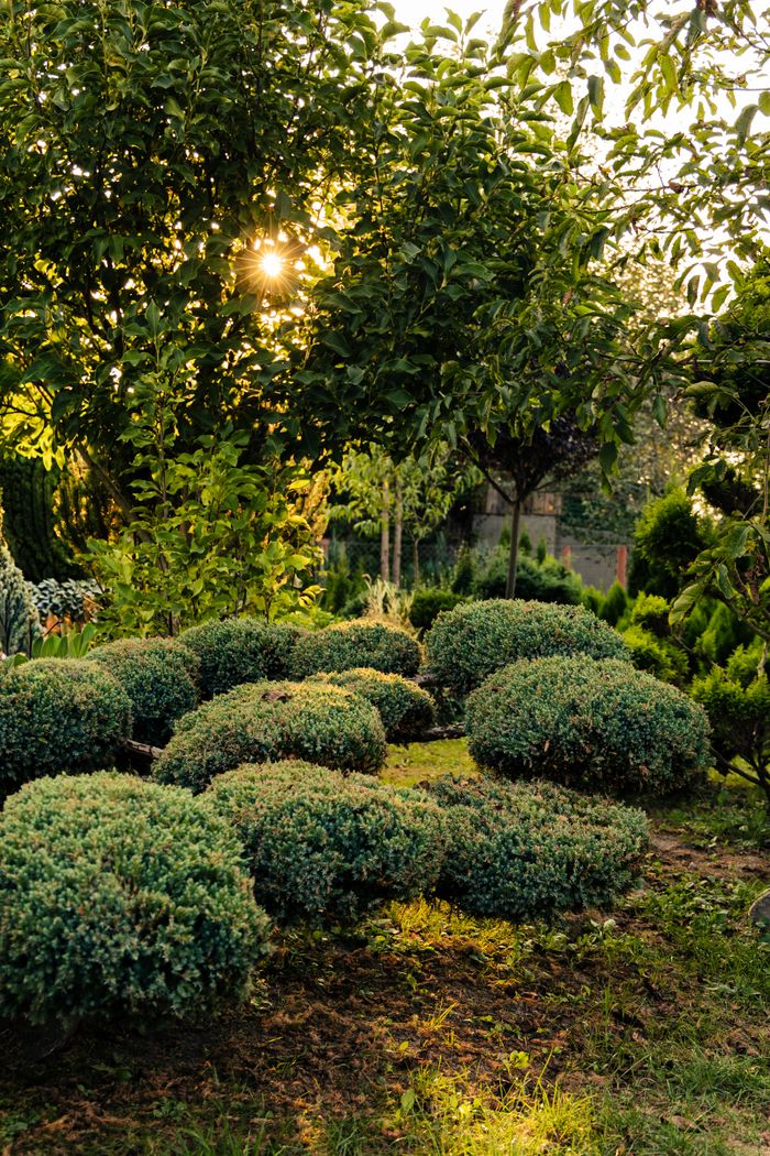 Front yard landscaping refresh