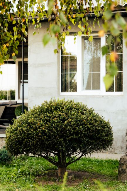 Neatly trimmed bush in front of a house window, surrounded by greenery in a serene outdoor setting.
