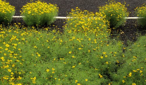 Free A vivid display of yellow wildflowers blooming in a neatly arranged summer garden, offering a lively natural contrast. Stock Photo