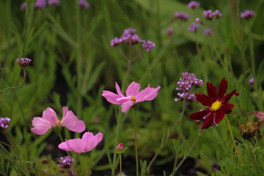 Colorful pink and red cosmos flowers in a lush garden setting.