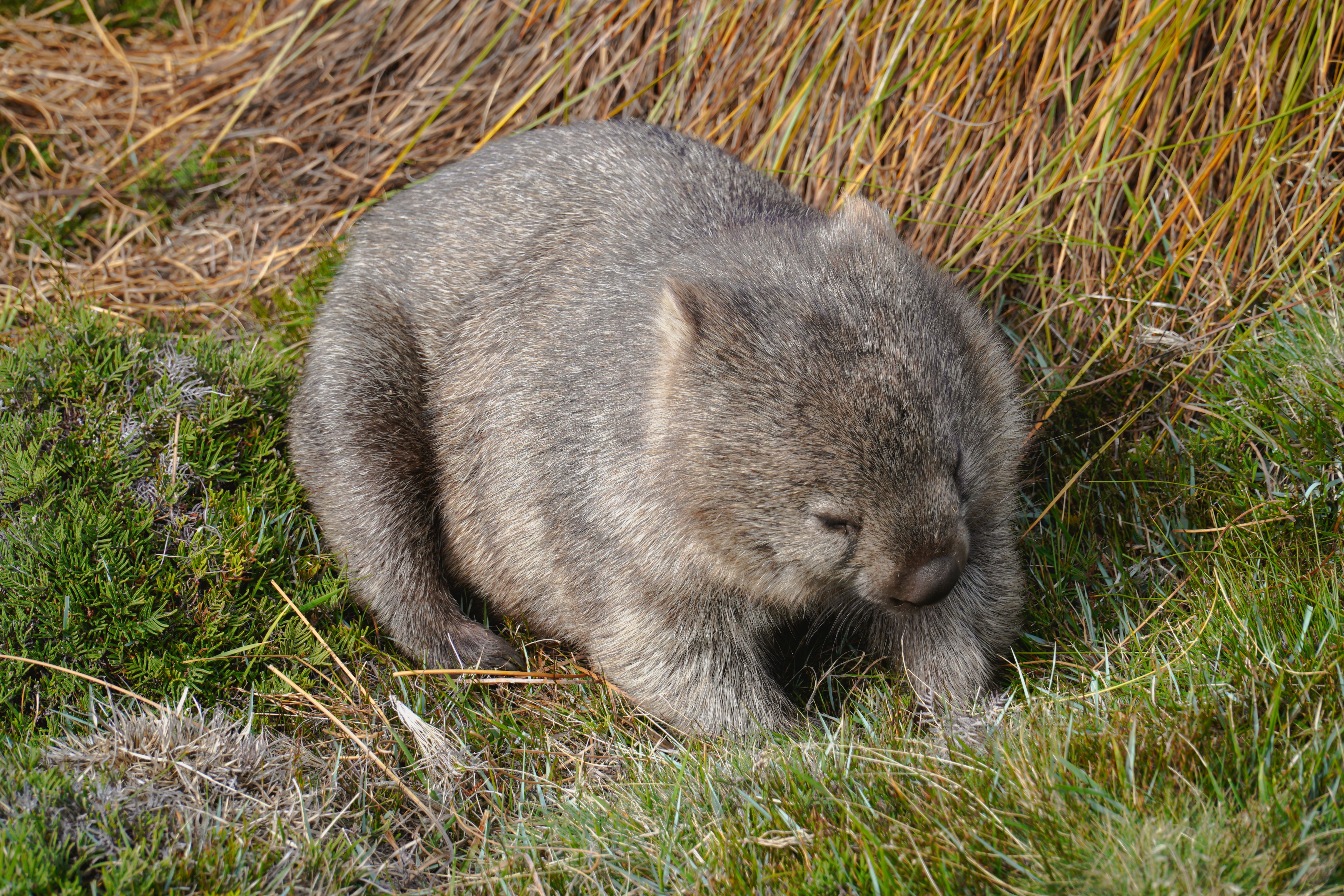 Cradle Mountain Dove Lake