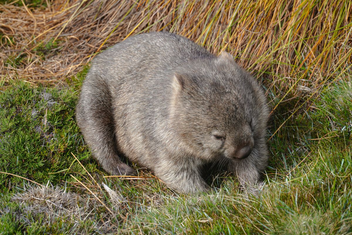 A wombat lying face-down in golden tussock grass, grazing and completely ignoring the camera.