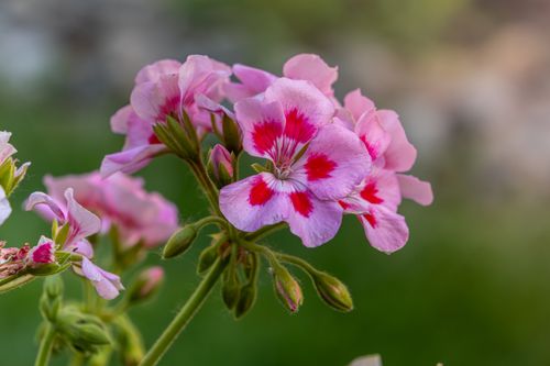 Free Vibrant pink geranium flowers with a blurred green background, showcasing natural beauty. Stock Photo