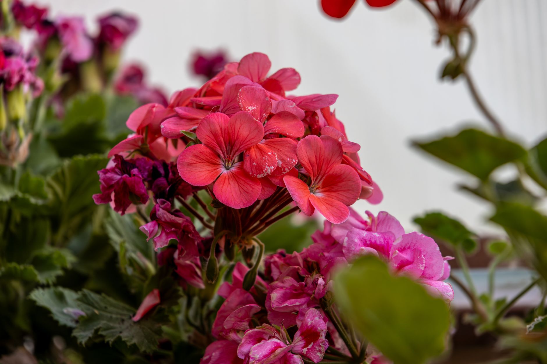 Close-up of vibrant pink and red geranium flowers with green foliage, showcasing their natural beauty. — free online jigsaw puzzle on JigsawPuzzlesFreeOnline.org