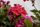 flower bloom