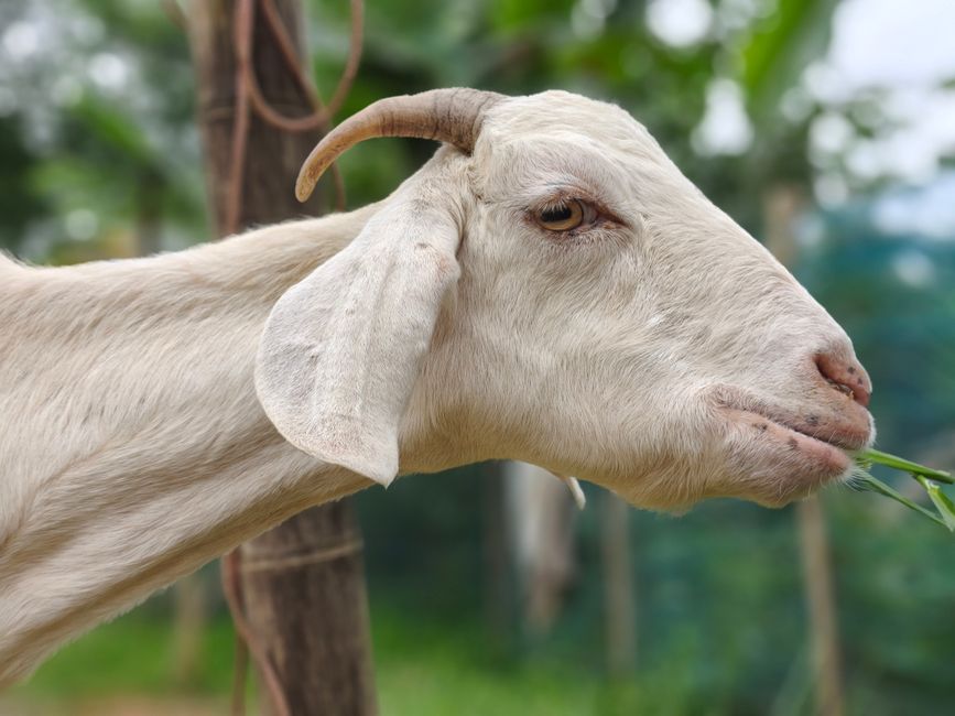 Assam Administration Converts Dhemaji Grazing Land Into New Village Forest