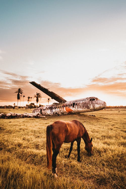 Scenery view of chestnut stallion feeding on grass meadow near old dirty airplane after having accident under bright cloudy sky at sundown