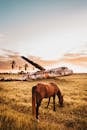 Scenery view of chestnut stallion feeding on grass meadow near old dirty airplane after having accident under bright cloudy sky at sundown