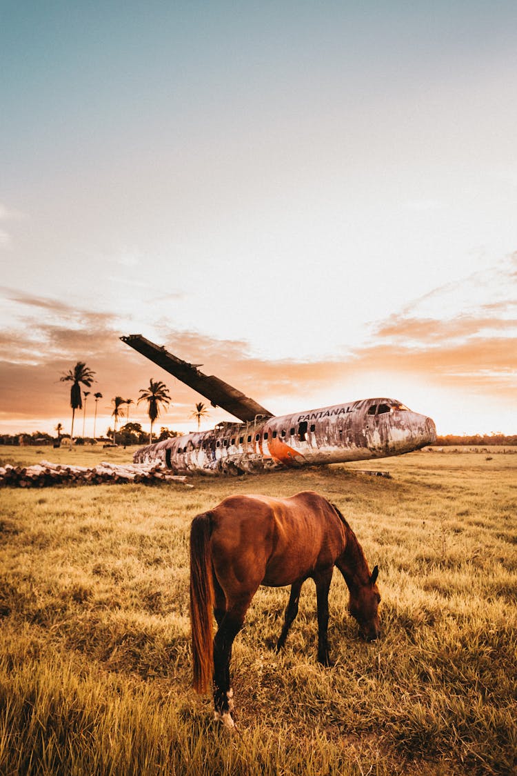 Horse Grazing On Pasture Near Crushed Abandoned Aircraft At Sunset