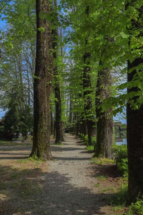 Free Tranquil gravel walkway through a lush forest, ideal for nature walks. Stock Photo