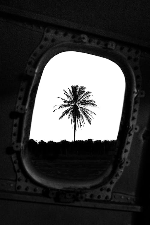 View from inside crushed metal airplane cabin with rounded window of palm with lush branches under cloudless sky