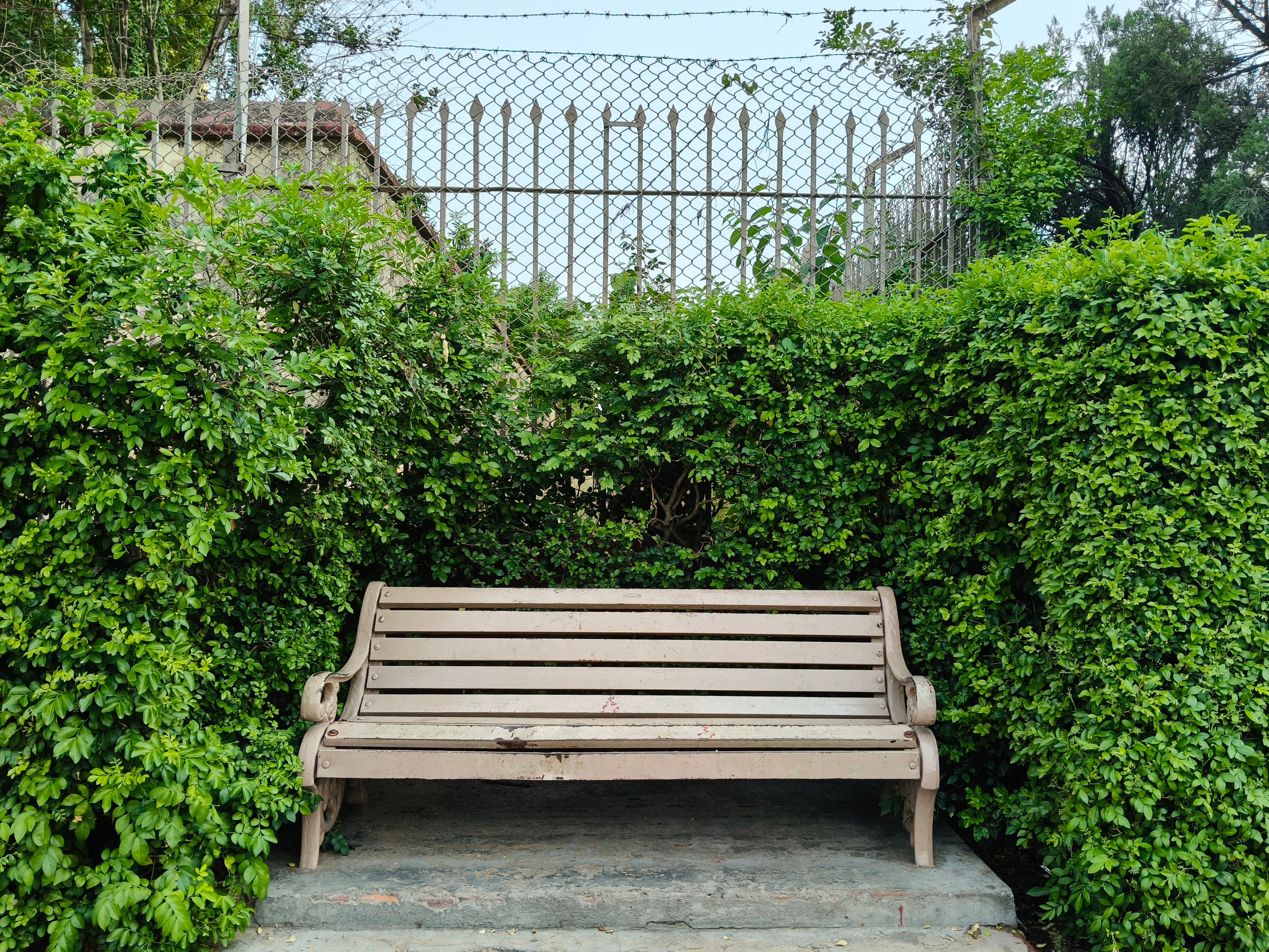 Hedge trimming and shaping service