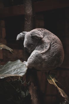 一只可爱的考拉在自然栖息地被捕捉到，正安静地栖息在树枝上