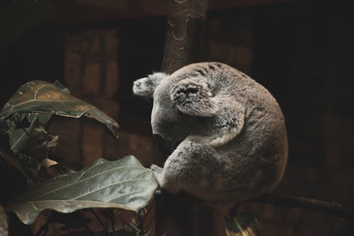 Gratis Koala Addormentato Sul Ramo Di Un Albero Foto a disposizione