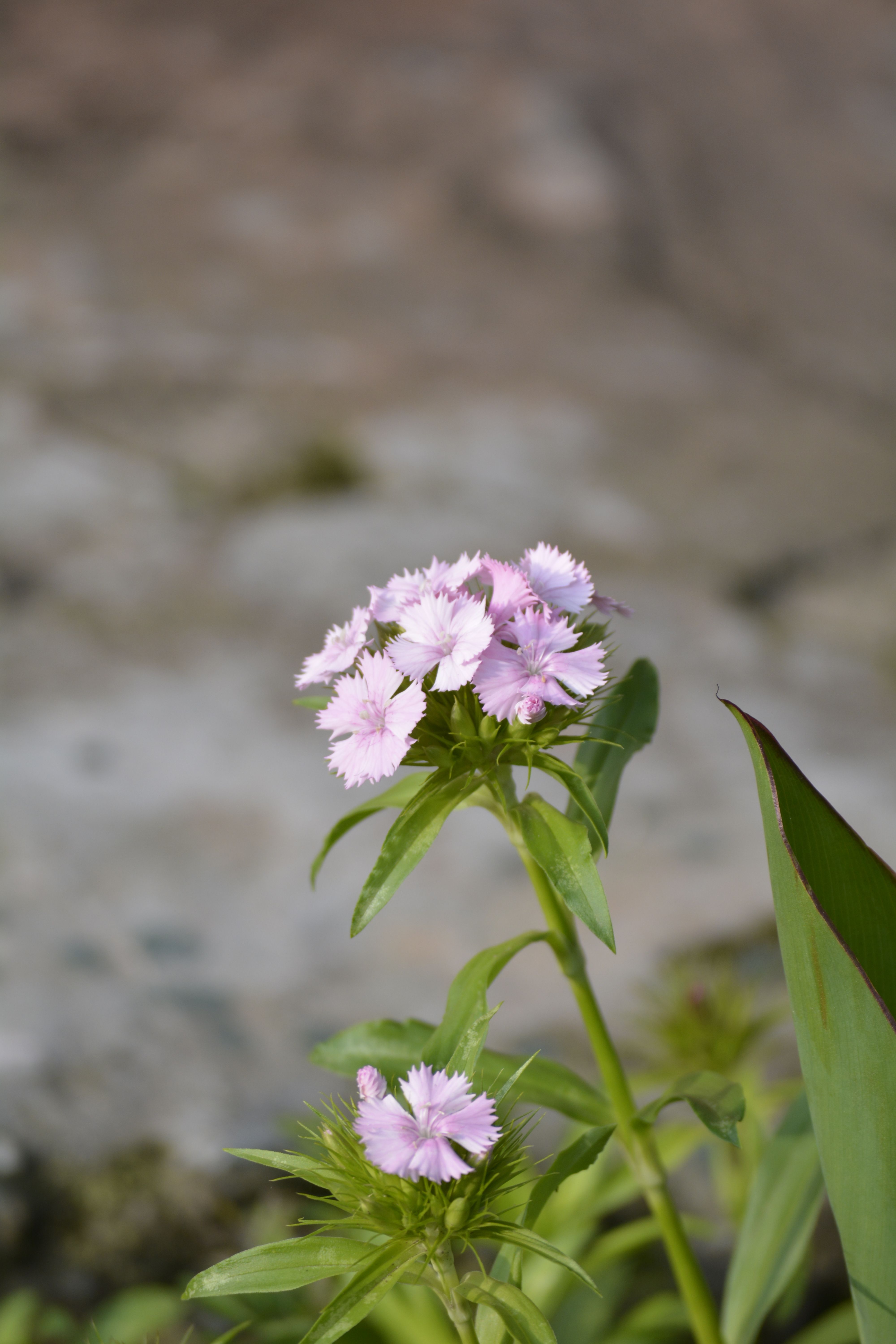 [ColoSach]-vibrant-pink-dianthus-flowers-bloom-against-a-blurred-natural-background,-showcasing-their-delicate-petals.