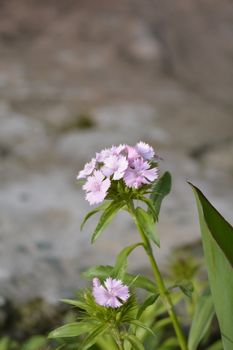 Vibrant pink Dianthus flowers bloom against a blurred natural background, showcasing their delicate petals.