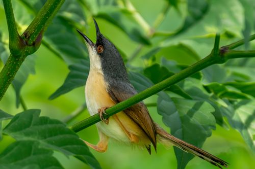 Free Close-up of a Common Tailorbird singing on a leafy branch. Stock Photo