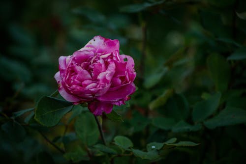 Δωρεάν στοκ φωτογραφιών με blume, bunga, fleur