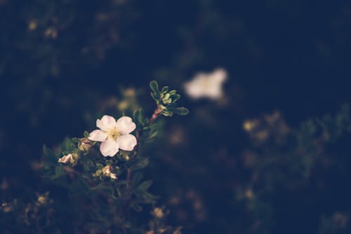 Δωρεάν στοκ φωτογραφιών με blume, bunga, fleur