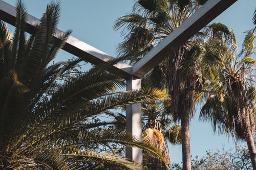 Free Vibrant palm trees against a clear blue sky in Culiacán Rosales, Sinaloa, México. Stock Photo