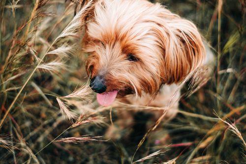 Anjing Ukuran Sedang Berlapis Panjang Putih Menjulurkan Lidah Di Siang anjing-ukuran-sedang-berlapis-panjang-putih-menjulurkan-lidah-di-siang