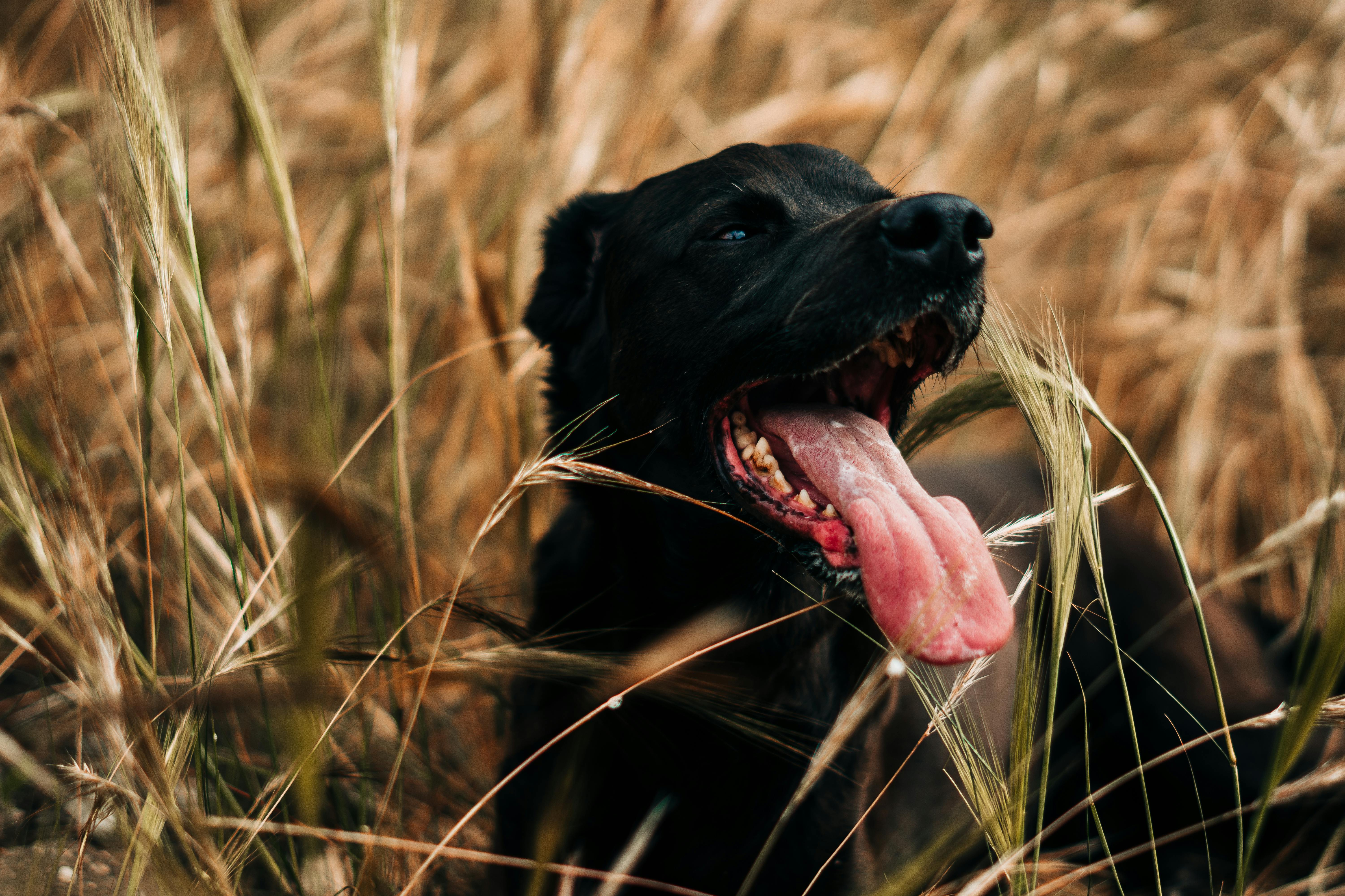 The unconditional love of an animal