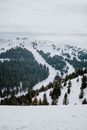 冬日宁静的景象中，雪山与常绿森林展现在眼前