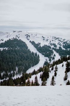 冬日宁静的景象中，雪山与常绿森林展现在眼前