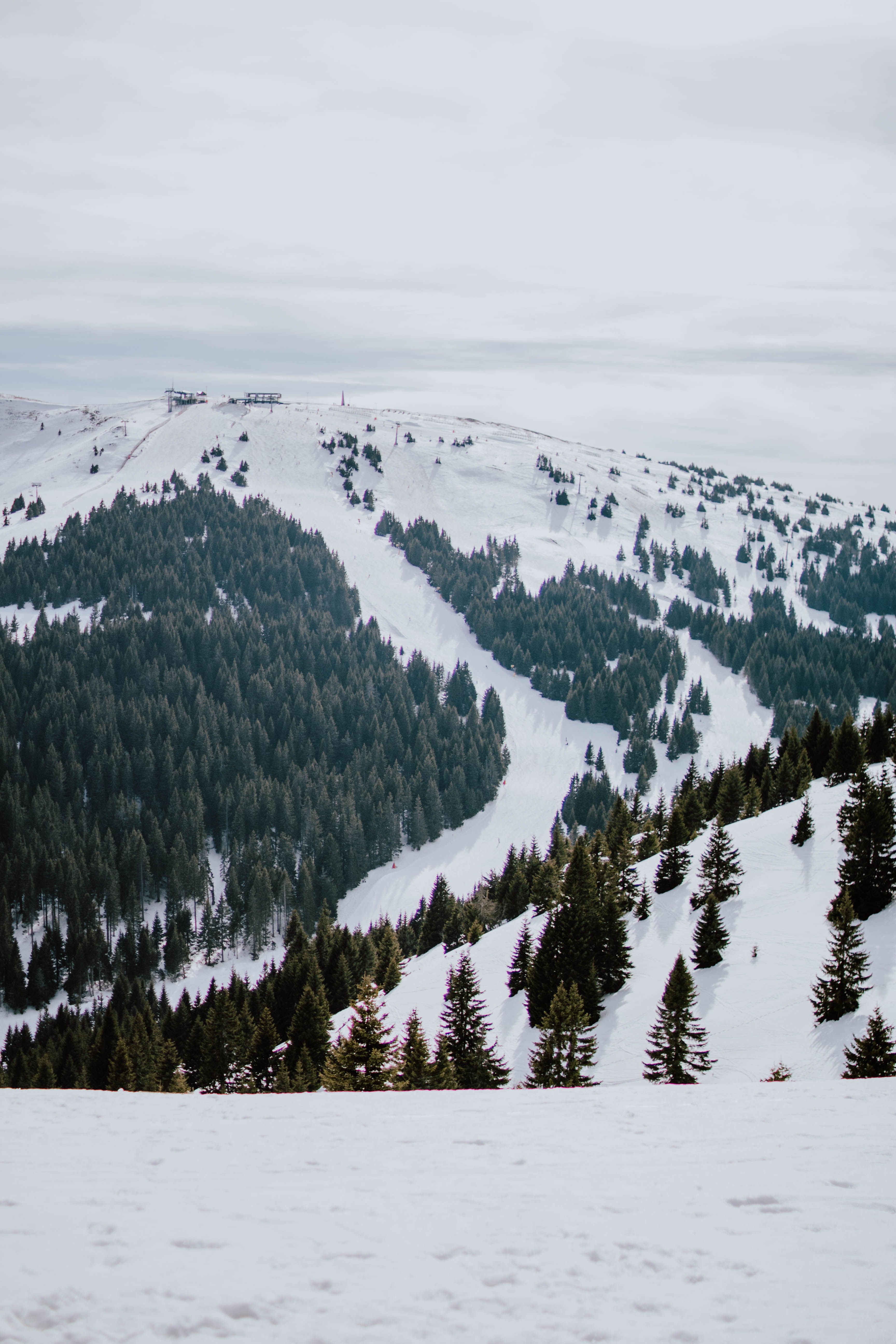 Green Pine Trees on Snow Covered Mountain · Free Stock Photo