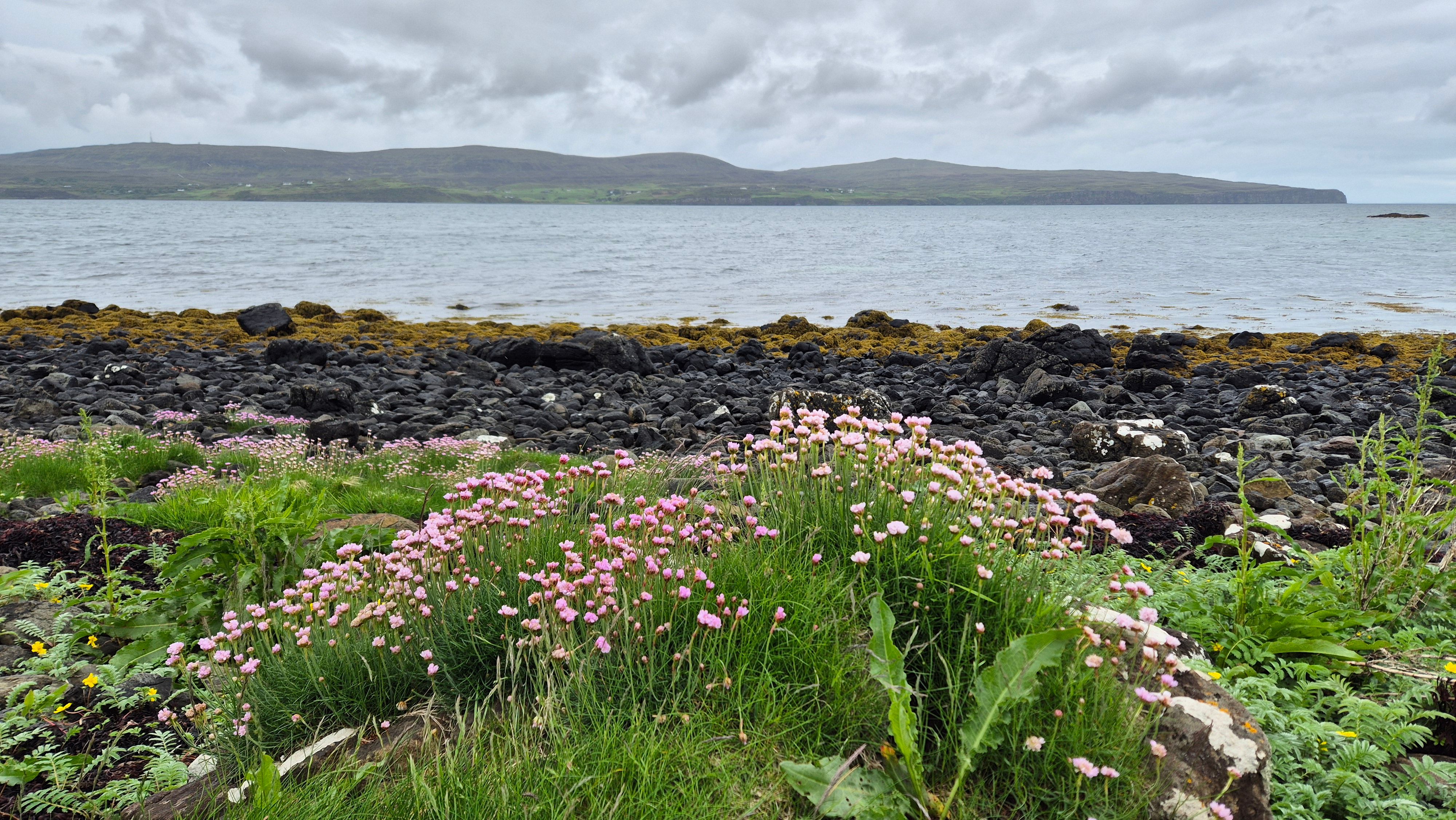 Beautiful pink wildflowers bloom by a rocky coastal shoreline under a cloudy sky.