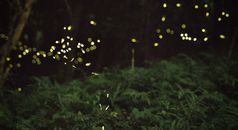 Mesmerizing fireflies illuminating a lush forest scene at night, capturing nature's magic.