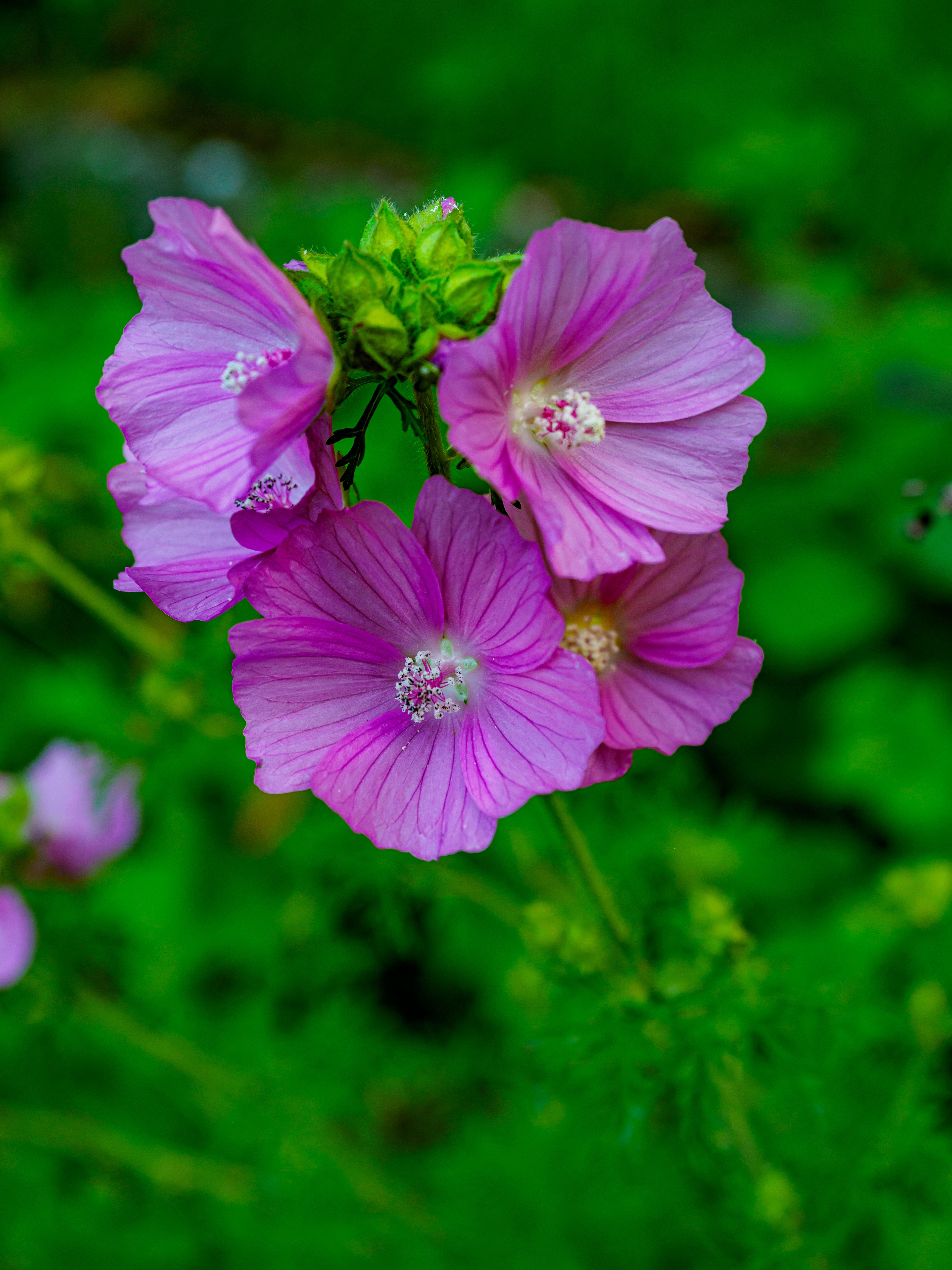 [ColoSach]-close-up-of-vibrant-pink-mallow-flowers-blooming-in-a-lush-green-garden-in-coesfeld,-germany.