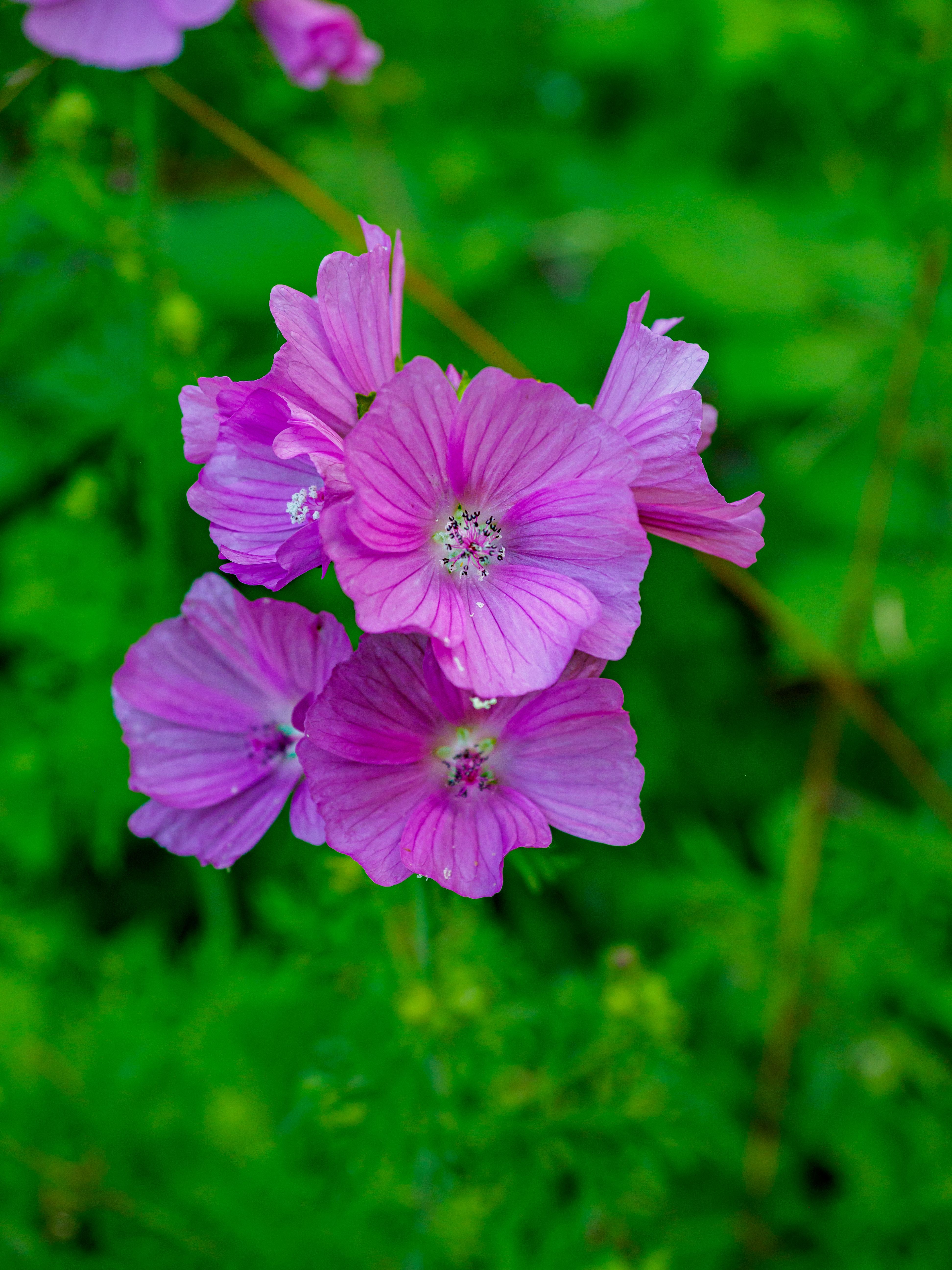 [ColoSach]-close-up-of-vibrant-pink-flowers-against-lush-green-foliage-in-coesfeld,-germany.