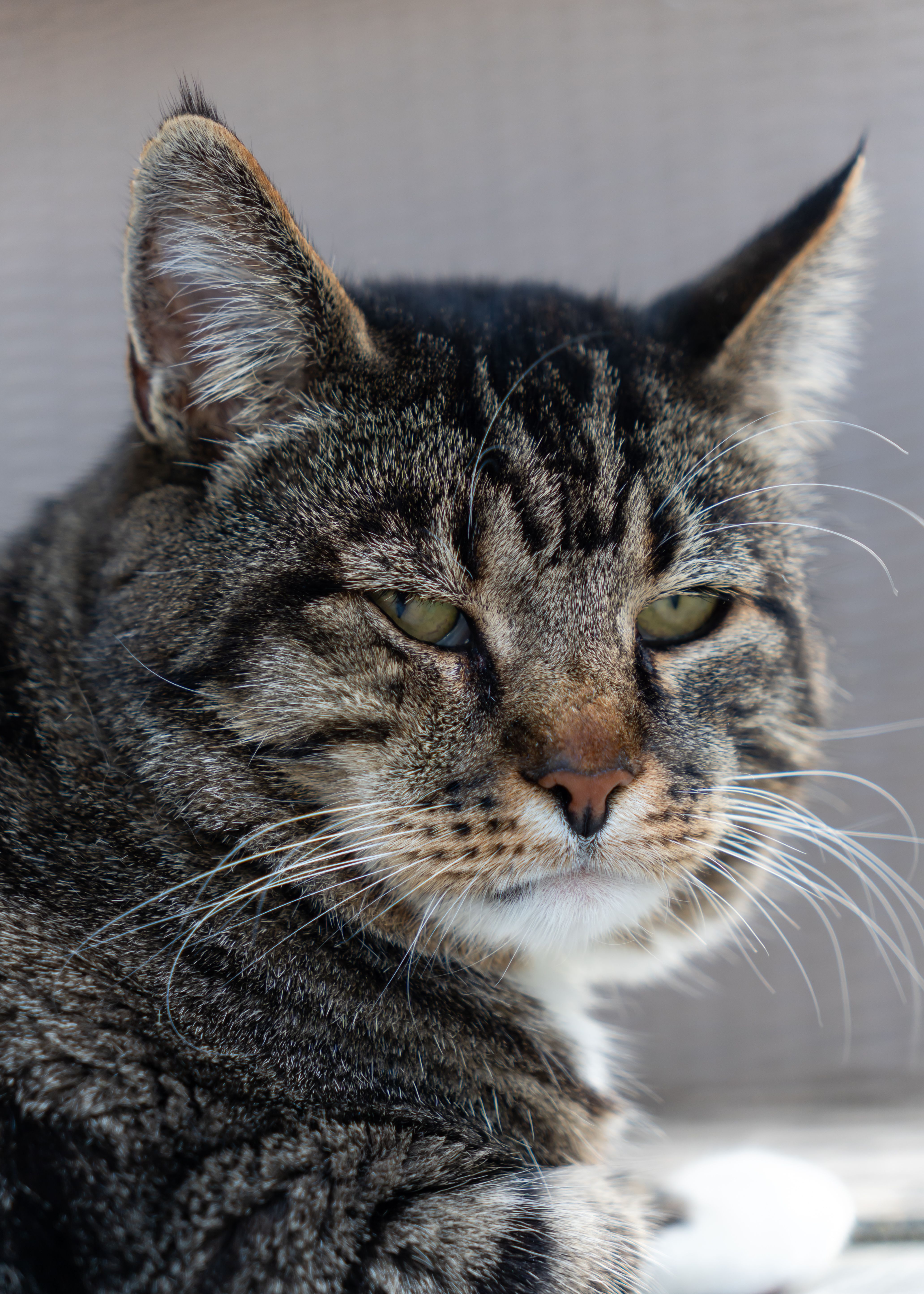 A detailed portrait of an alert tabby cat with striking features.