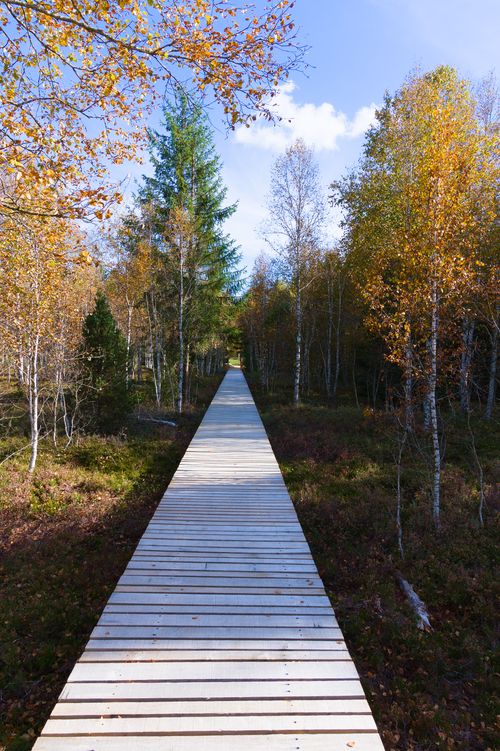 Free Peaceful boardwalk through colorful autumn forest in Switzerland. Stock Photo