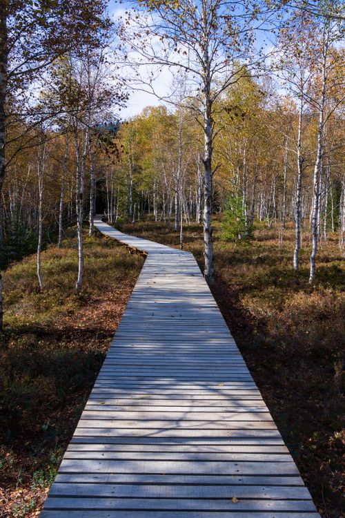 Free A serene boardwalk winds through a beautiful birch forest in autumn. Stock Photo